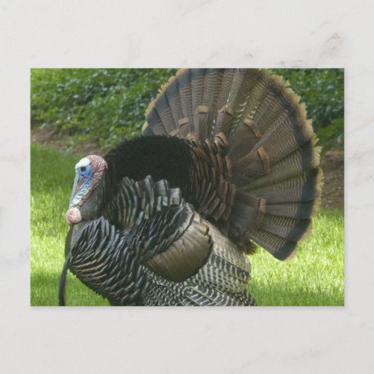 Wild Turkey Briefkaart (Voorkant)