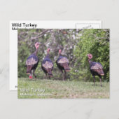 Wild Turkey Briefkaart (Voorkant / Achterkant)