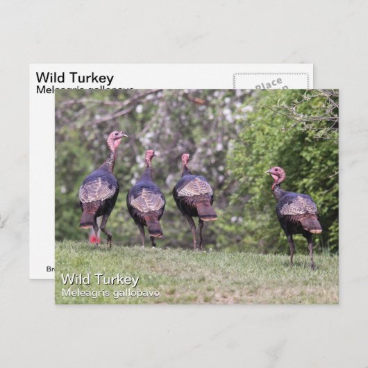 Wild Turkey Briefkaart (Voorkant / Achterkant)