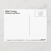 Wild Turkey Briefkaart (Achterkant)