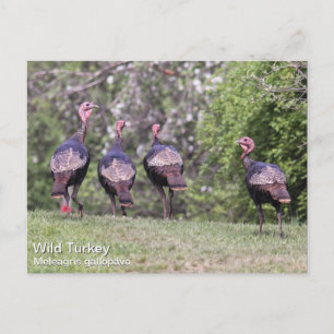 Wild Turkey Briefkaart