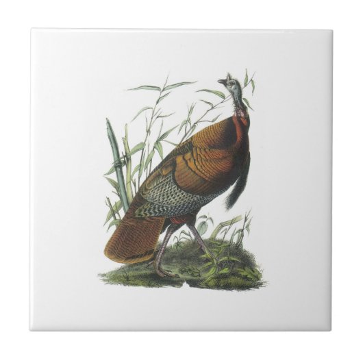 Wild Turkey door Audubon Tegeltje (Voorkant)