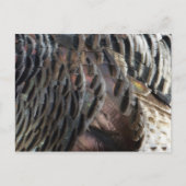 Wild Turkey Feathers I Abstract Natuur Design Briefkaart (Voorkant)