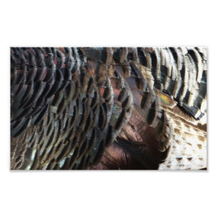 Wild Turkey Feathers I Abstract Natuur Design Foto Afdruk