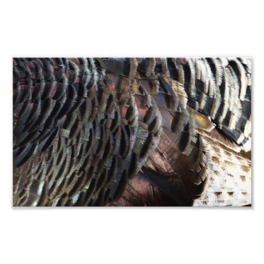 Wild Turkey Feathers I Abstract Natuur Design Foto Afdruk (Voorkant)