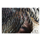 Wild Turkey Feathers I Abstract Natuur Design Foto Afdruk (Voorkant)