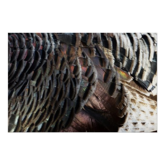 Wild Turkey Feathers I Abstract Natuur Design Poster (Voorkant)