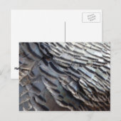 Wild Turkey Feathers II Abstract Natuur Design Briefkaart (Voorkant / Achterkant)