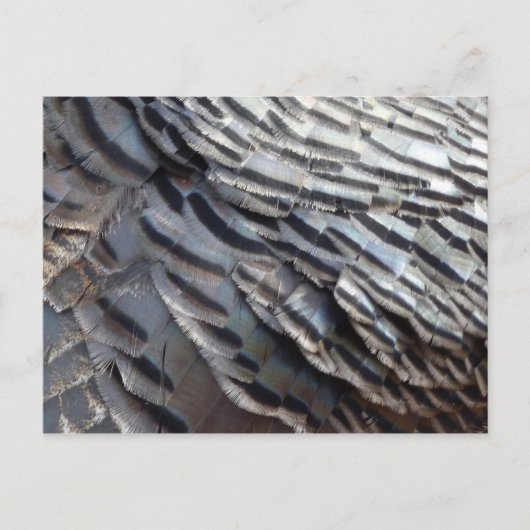 Wild Turkey Feathers II Abstract Natuur Design Briefkaart (Voorkant)
