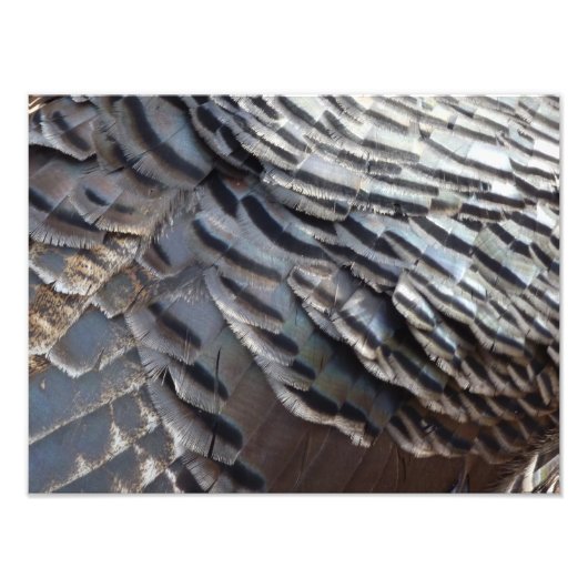 Wild Turkey Feathers II Abstract Natuur Design Foto Afdruk (Voorkant)