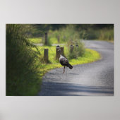 Wild Turkey Foto Poster (Voorkant)
