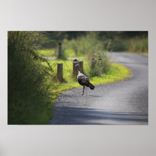 Wild Turkey Foto Poster