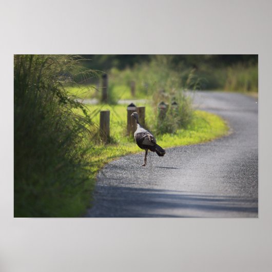 Wild Turkey Foto Poster (Voorkant)