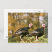 Wild Turkey Gobblers Briefkaart (Voorkant / Achterkant)