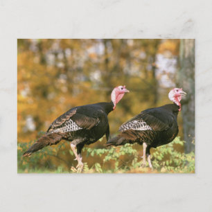 Wild Turkey Gobblers Briefkaart