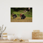 Wild Turkey Gobblers Poster (Keuken)