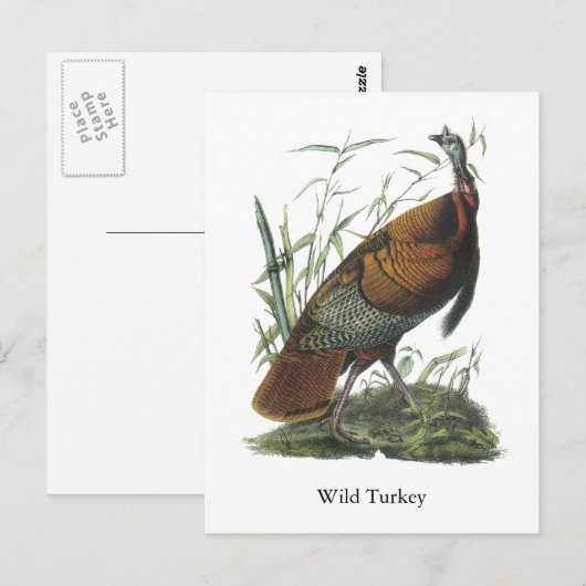 Wild Turkey, John Audubon Briefkaart (Voorkant / Achterkant)