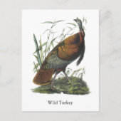 Wild Turkey, John Audubon Briefkaart (Voorkant)