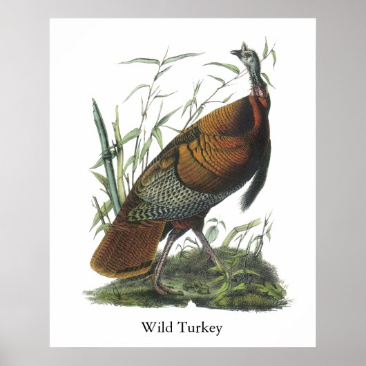 Wild Turkey, John Audubon Poster (Voorkant)