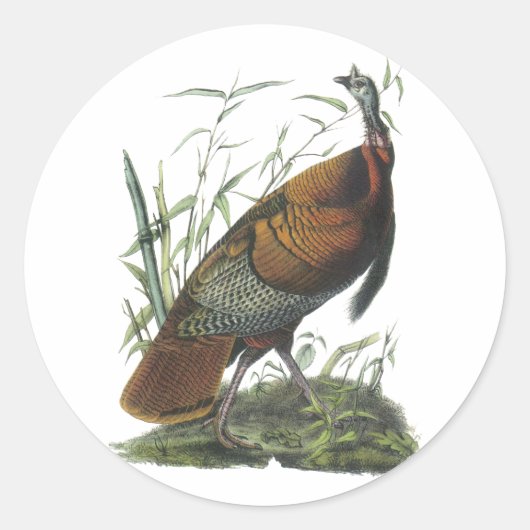 Wild Turkey, John Audubon Ronde Sticker (Voorkant)
