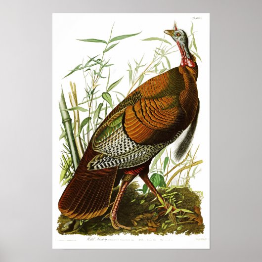 Wild Turkey John James Audubon Birds of America Poster (Voorkant)