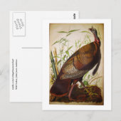 Wild Turkey, John James Audubon Briefkaart (Voorkant / Achterkant)