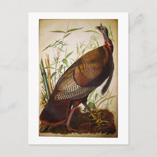 Wild Turkey, John James Audubon Briefkaart (Voorkant)