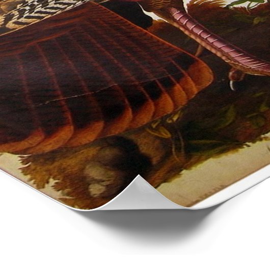 Wild Turkey, John James Audubon Poster (Hoek)