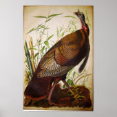 Wild Turkey, John James Audubon Poster (Voorkant)