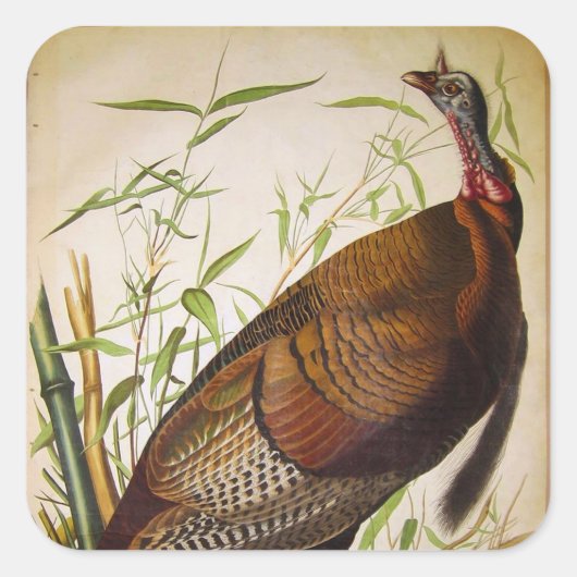 Wild Turkey, John James Audubon Vierkante Sticker (Voorkant)