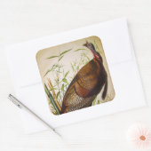 Wild Turkey, John James Audubon Vierkante Sticker (Envelop)