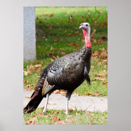 Wild Turkey - Kevin the Wethersfield Turkey Poster (Voorkant)