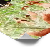 Wild Turkey - Kevin the Wethersfield Turkey Poster (Hoek)