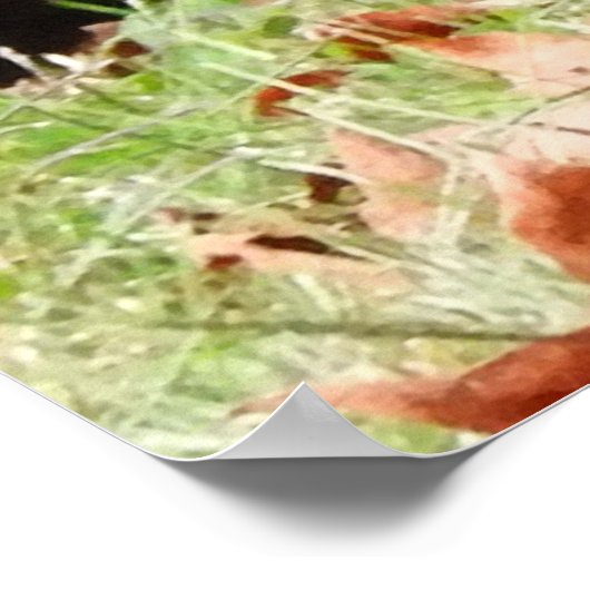 Wild Turkey - Kevin the Wethersfield Turkey Poster (Hoek)