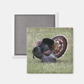 Wild Turkey Magneet (Voorkant / Achterkant)