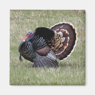 Wild Turkey Magneet