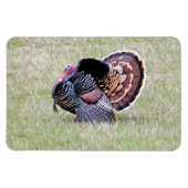 Wild Turkey Magneet (Horizontaal)