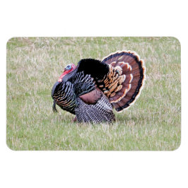 Wild Turkey Magneet