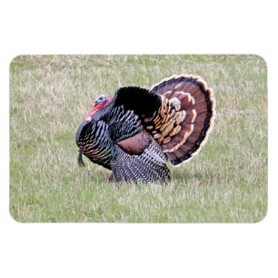 Wild Turkey Magneet