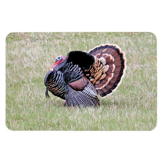 Wild Turkey Magneet (Horizontaal)