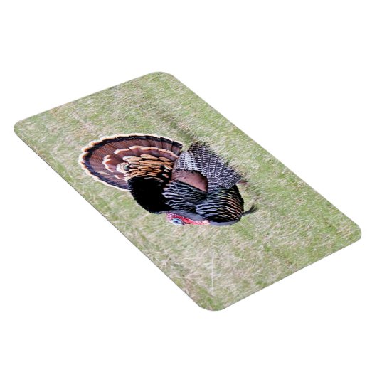 Wild Turkey Magneet (Rechterzijde)