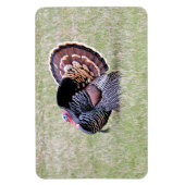Wild Turkey Magneet (Verticaal)