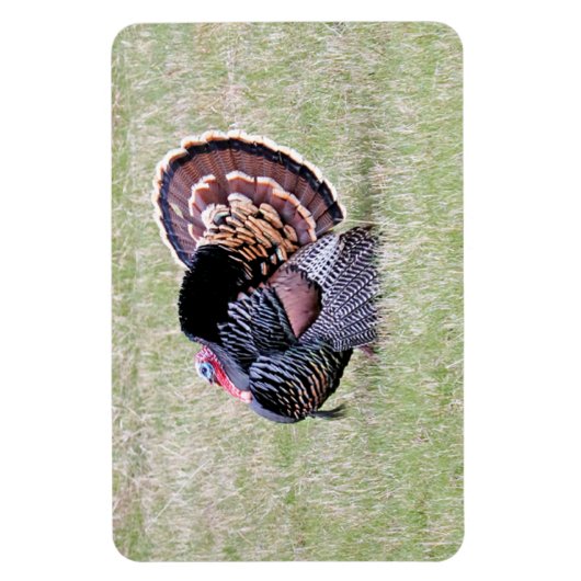 Wild Turkey Magneet (Verticaal)