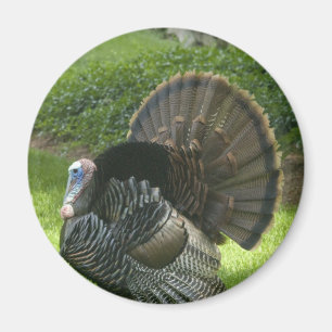 Wild Turkey Magnet