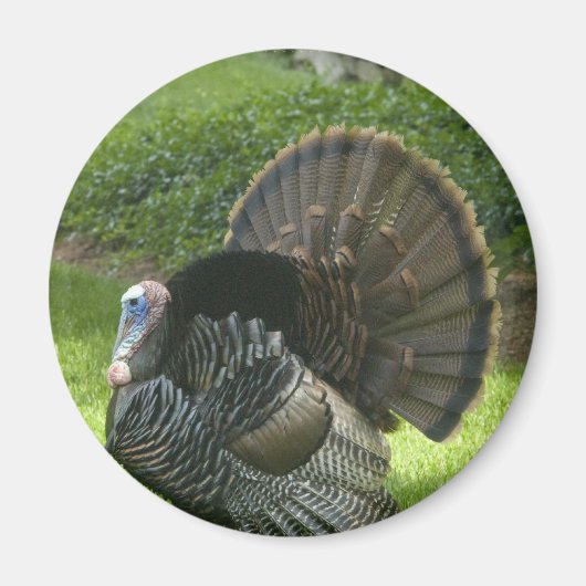 Wild Turkey Magnet (Voorkant)