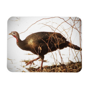 Wild Turkey Magnet Magneet