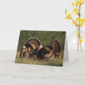 Wild Turkey, Meleagris gallopavo, males Kaart (Gele Bloem)