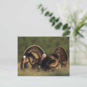 Wild Turkey, Meleagris gallopavo, mannetjes Briefkaart (Staand voorkant)