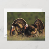 Wild Turkey, Meleagris gallopavo, mannetjes Briefkaart (Voorkant / Achterkant)