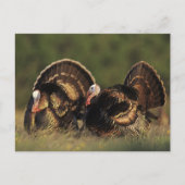 Wild Turkey, Meleagris gallopavo, mannetjes Briefkaart (Voorkant)